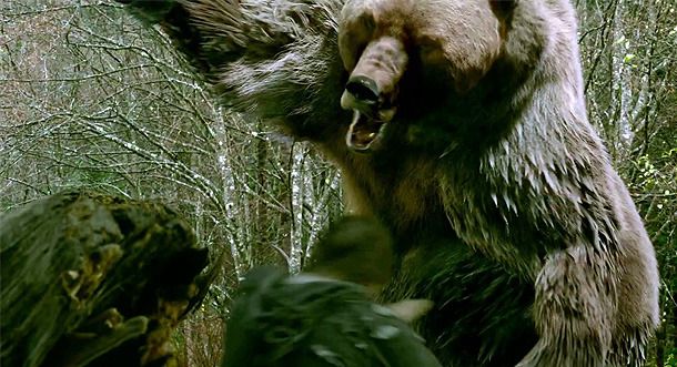 Into the grizzly maze